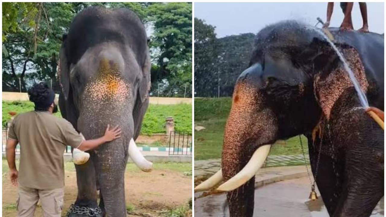 srikanta elephant srikanta elephant