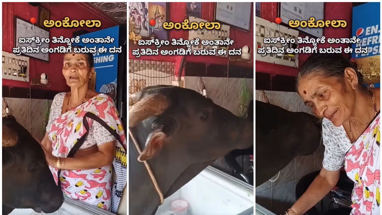 Ankola old woman and cow bond Ankola old woman and cow bond
