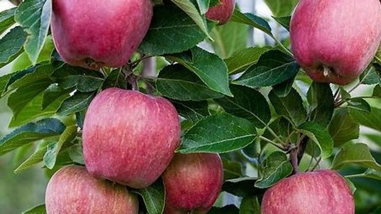 Apple farming