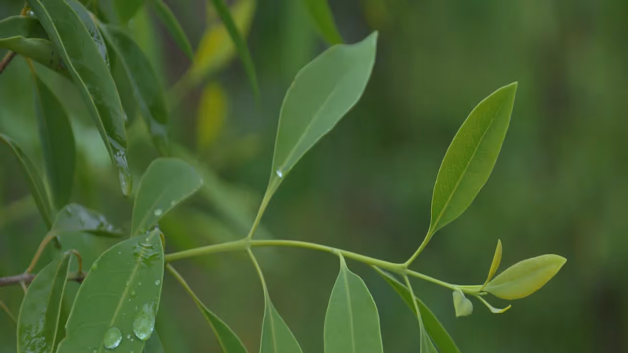 സ്വകാര്യ ഭൂമിയിലെ ചന്ദനമരം മുറിക്കാം