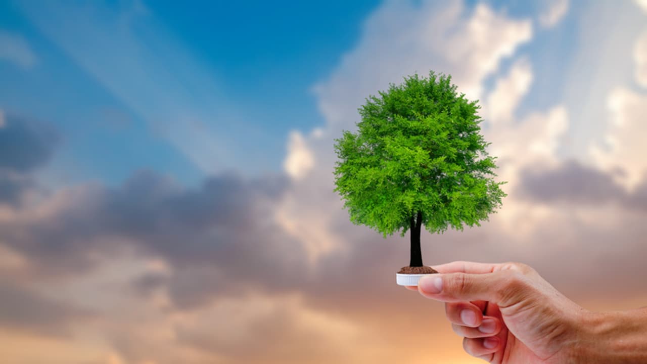 Tree planting