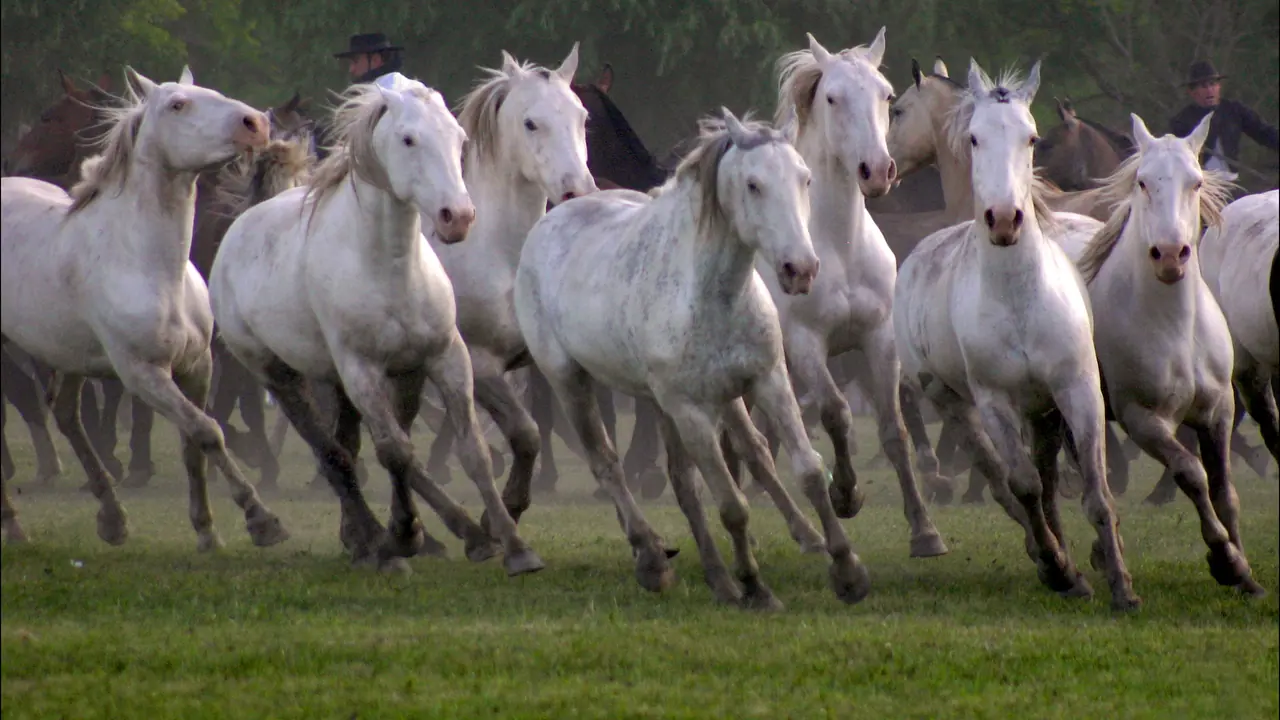 Seven Horses Seven Horses