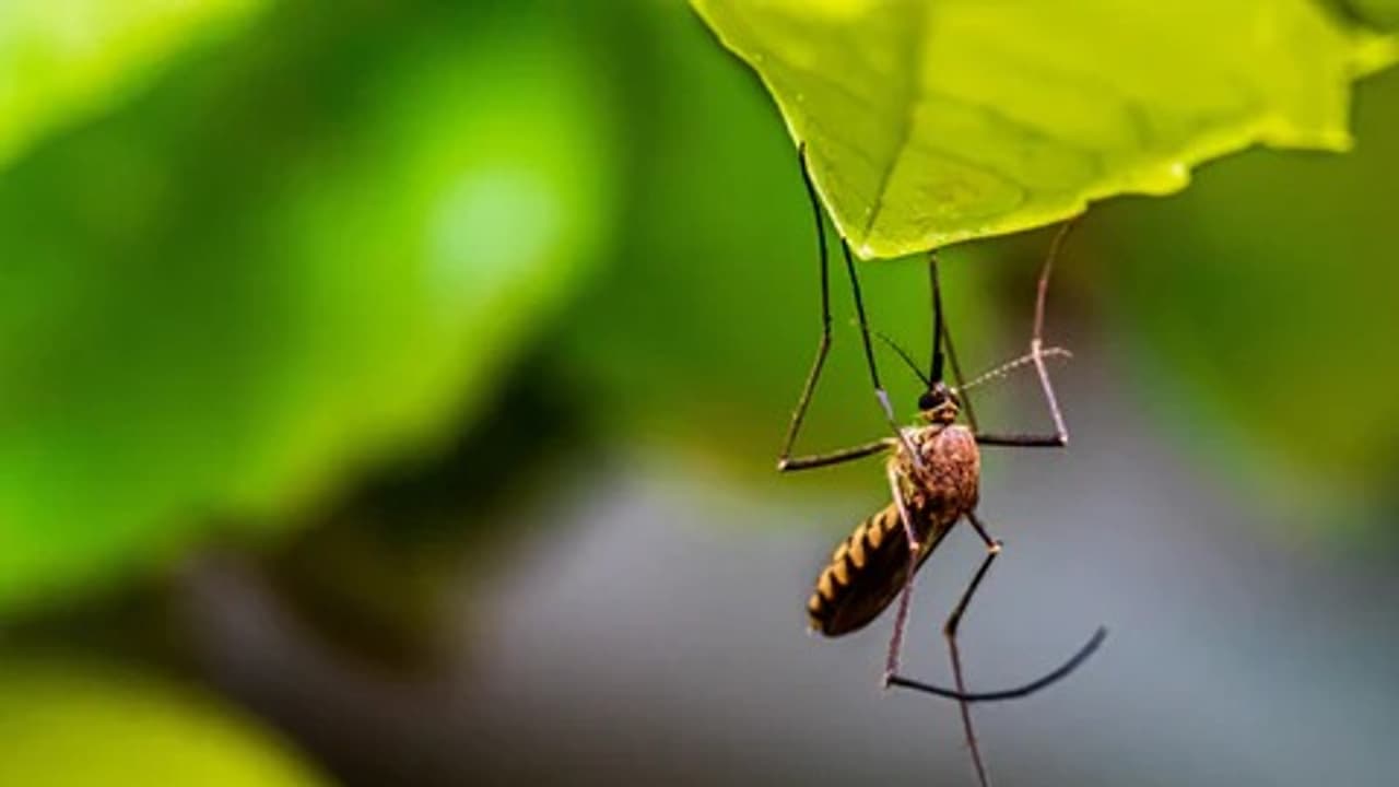 mosquitoes mosquitoes