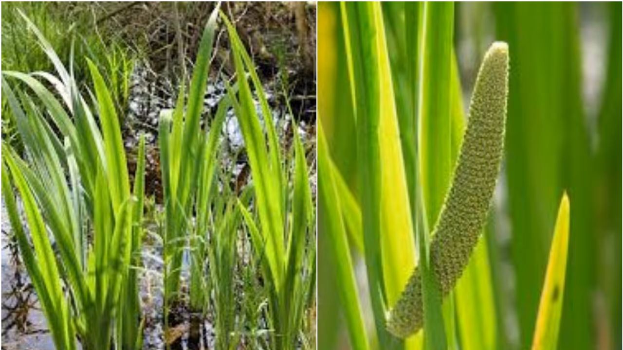 Sweet Flag Sweet Flag