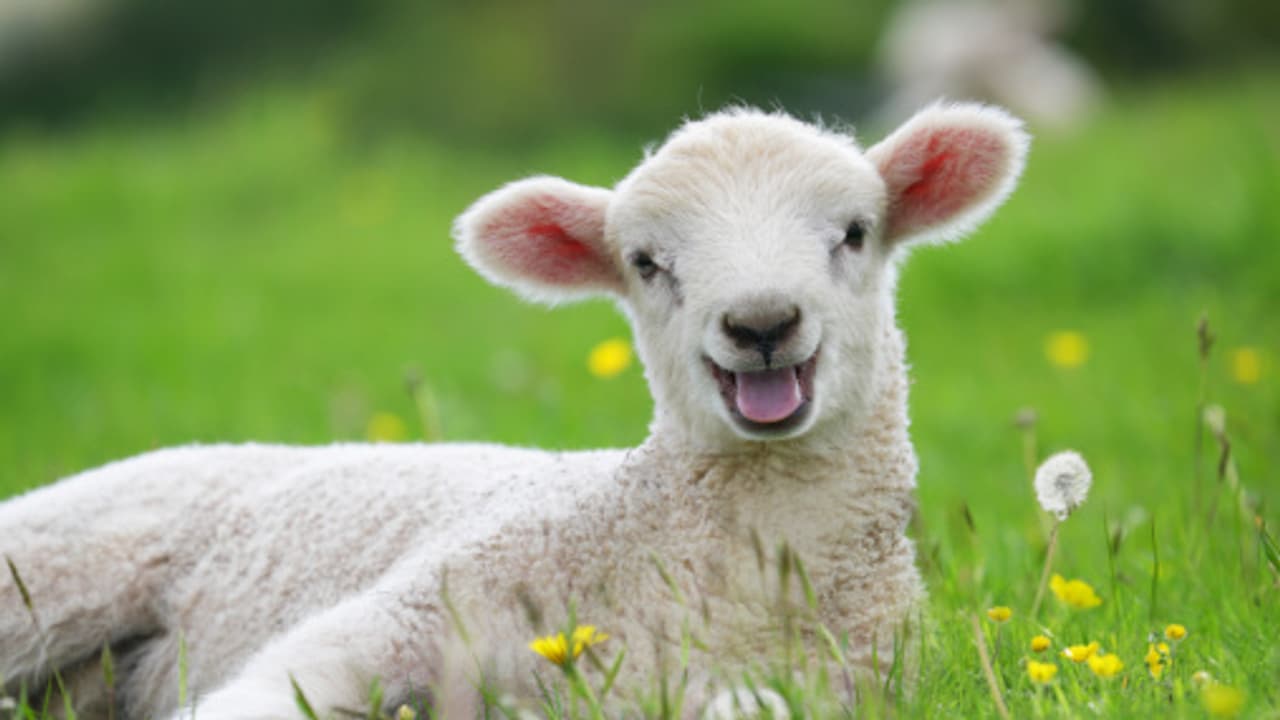 owner turned down the offer to sell the sheep despite the offer of one crore rupees for Eid ul Azha Know the reason owner turned down the offer to sell the sheep despite the offer of one crore rupees for Eid ul Azha Know the reason