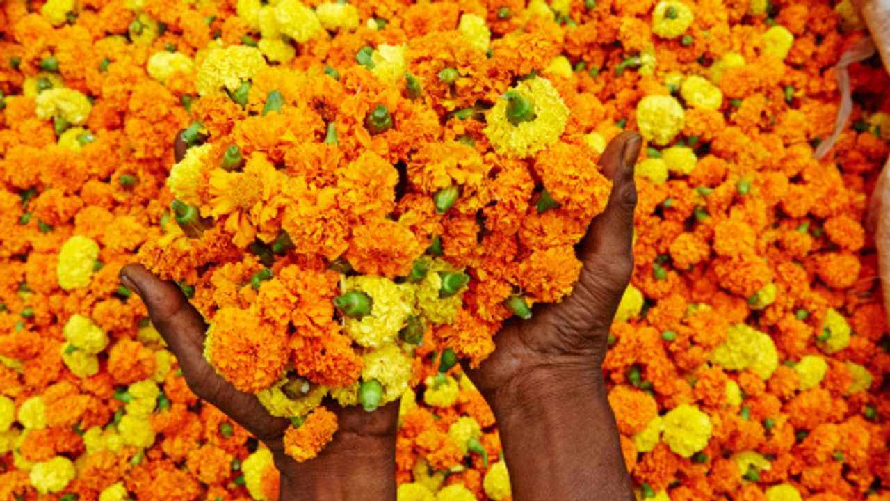 Vastu Tips Keeping this yellow flower plant at home brings blessings of Goddess Lakshmi and Ganesha bsm