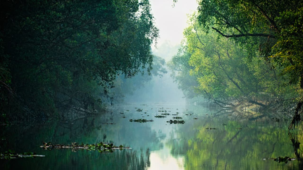Sundarban Sundarban