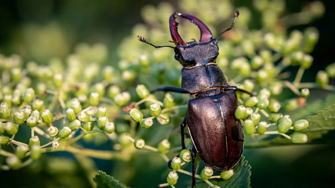 Stag beetle Stag beetle
