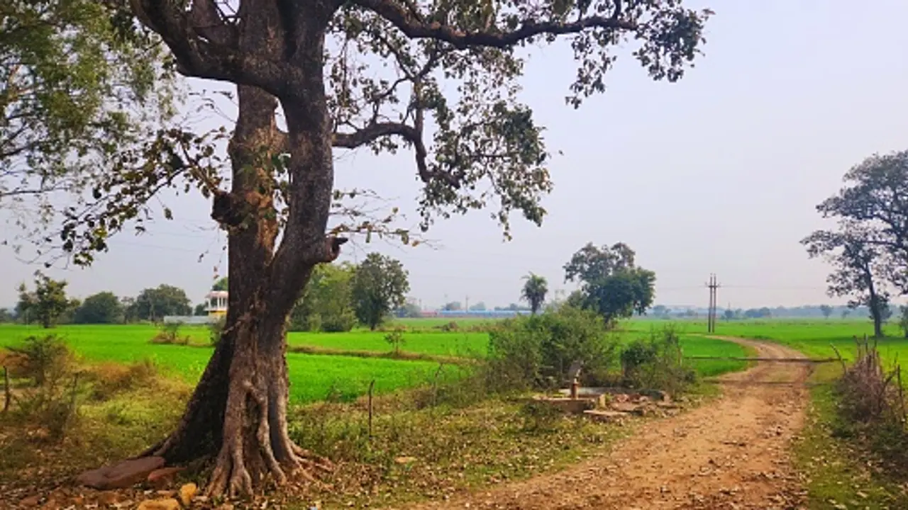 rural bengal rural bengal