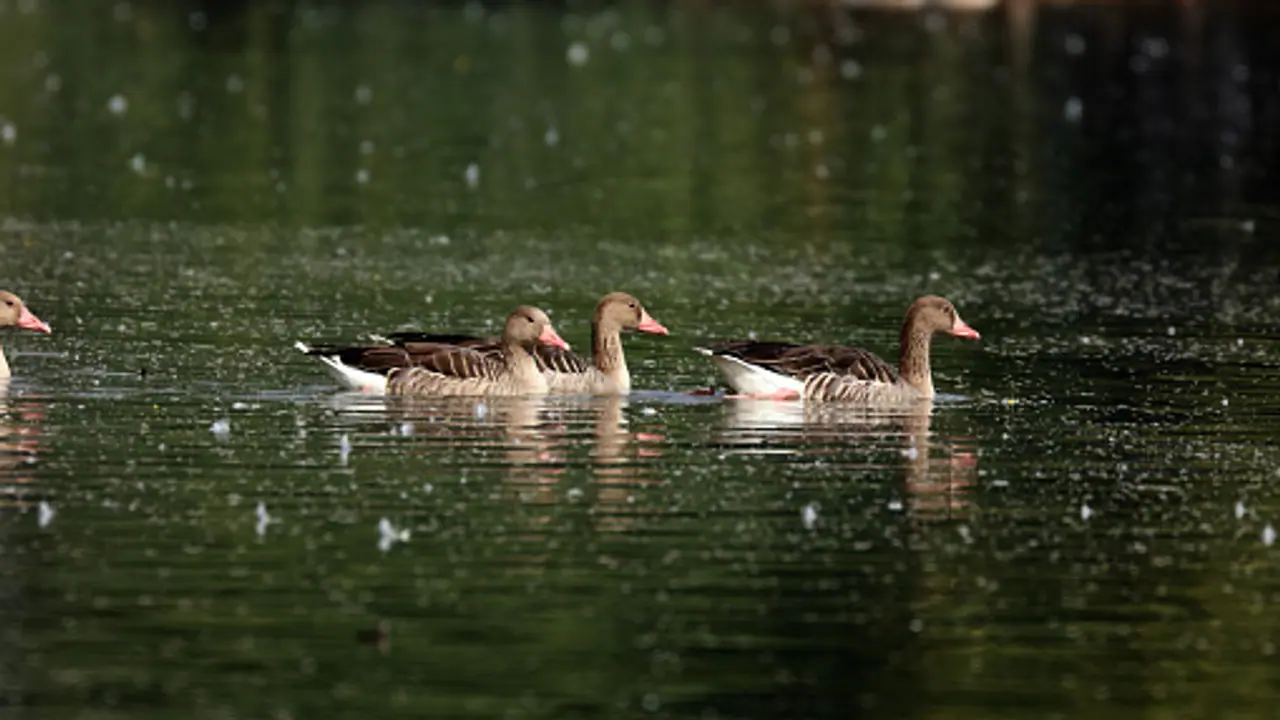 Amrit Sarovars Amrit Sarovars