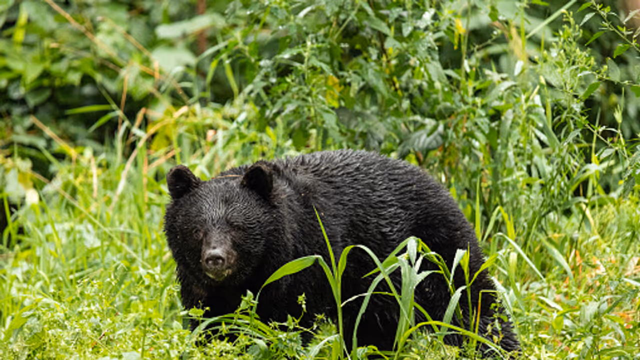 Bear in japan Bear in japan