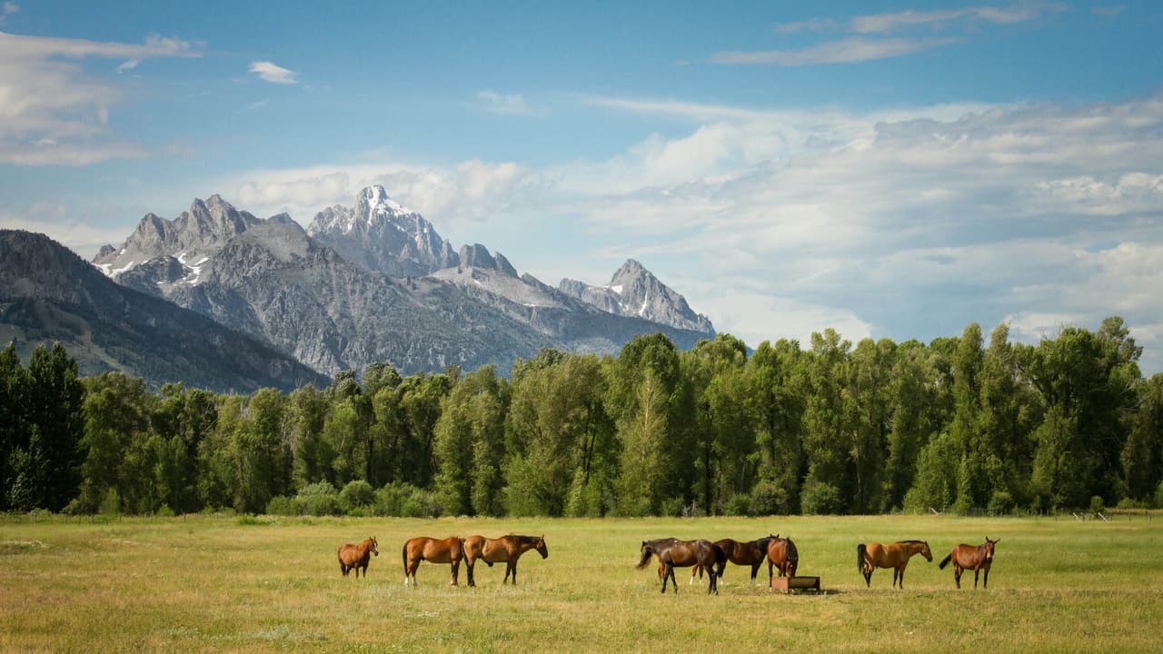 Grassland Grassland
