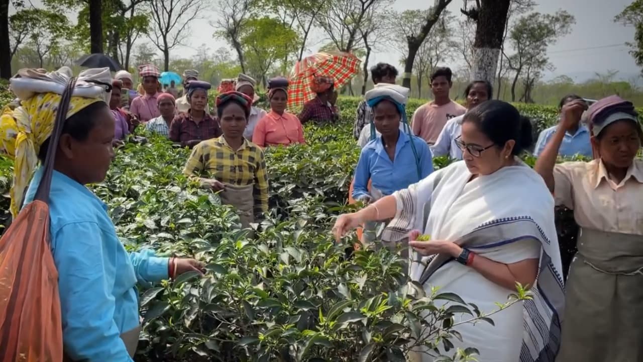 Mamata Banerjee during her visit to North Bengal spoke and made tea in Jalpaiguri bsm Mamata Banerjee during her visit to North Bengal spoke and made tea in Jalpaiguri bsm