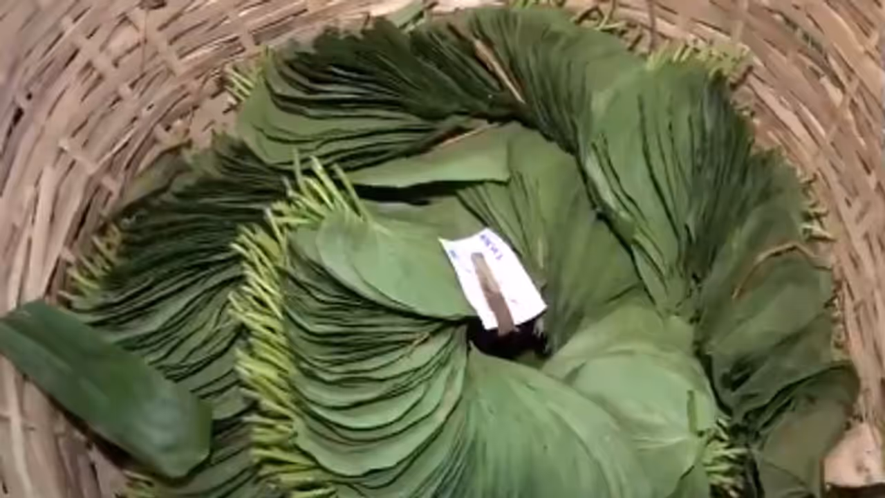 Purba Medinipur Farmers Demand Betel Leaf Research Institute Ahead of Polls Purba Medinipur Farmers Demand Betel Leaf Research Institute Ahead of Polls