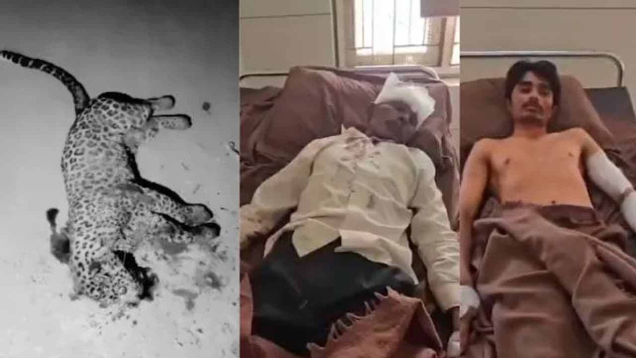 60 year old man killed a leopard with a sickle 60 year old man killed a leopard with a sickle