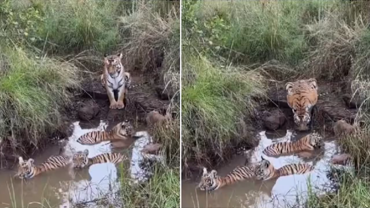Tigress Watches Over Cubs As They Enjoy A Muddy Pool in Tadoba Tigress Watches Over Cubs As They Enjoy A Muddy Pool in Tadoba