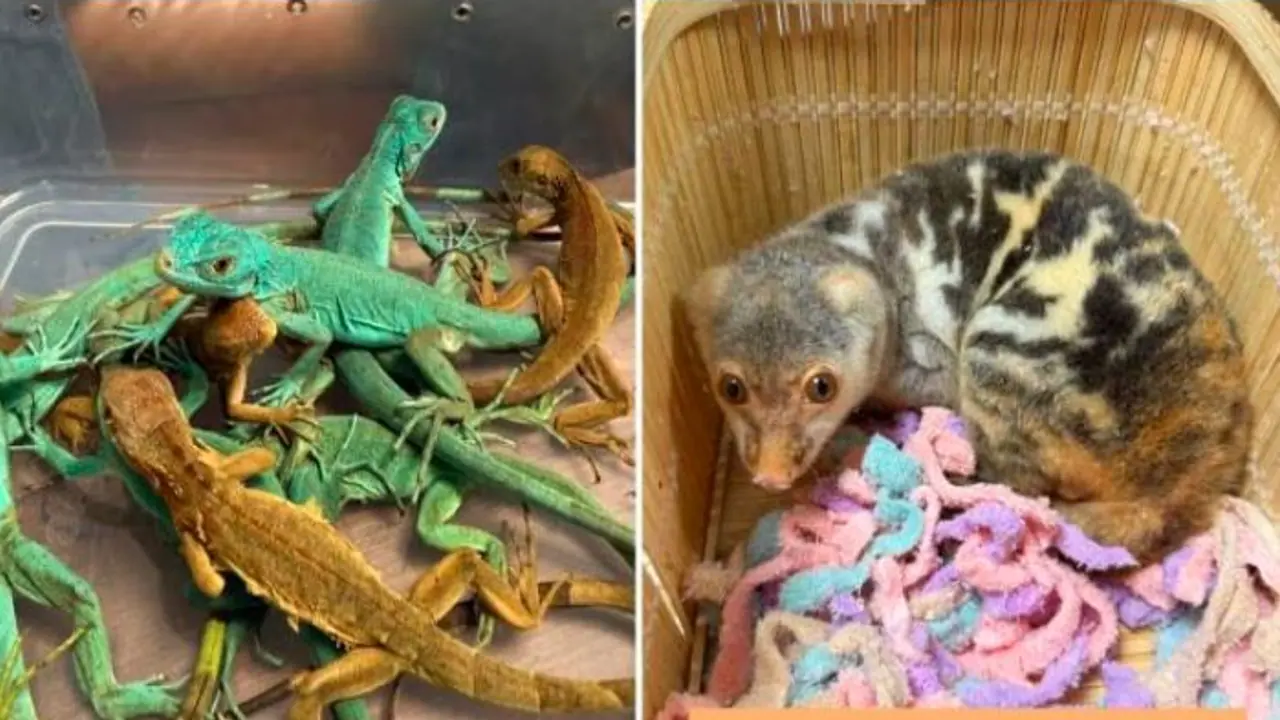 trafficking live exotic animals from Bangkok trafficking live exotic animals from Bangkok