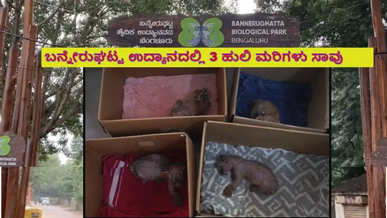 Bannerghatta Biological Park 3 tiger cubs death Bannerghatta Biological Park 3 tiger cubs death