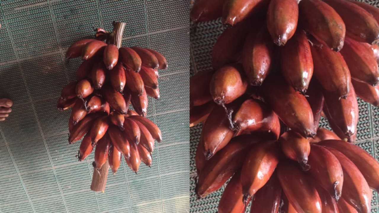 banana tree banana tree