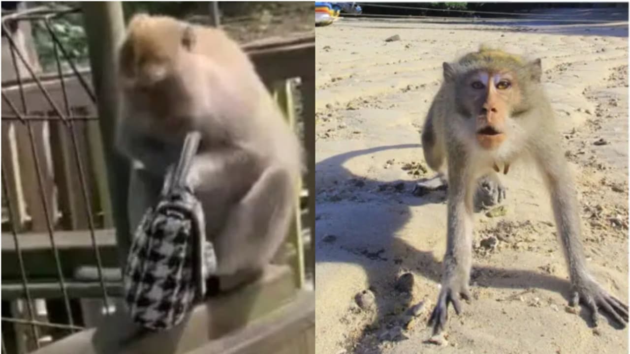 Monkey Snatched Hand bag