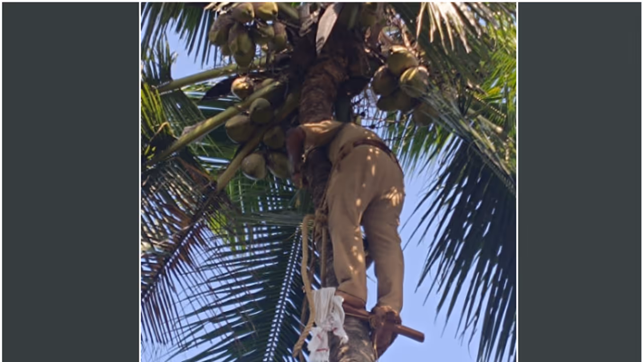 man trapped on coconut tree man trapped on coconut tree
