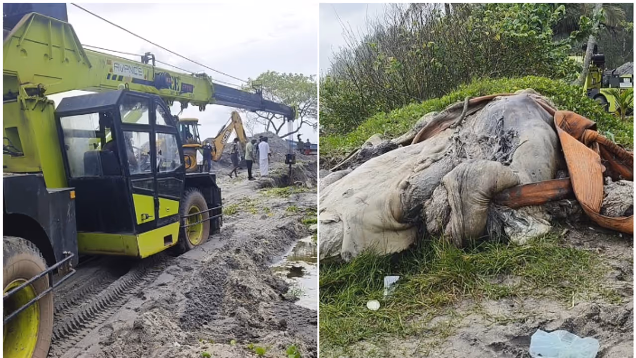 blue whale blue whale