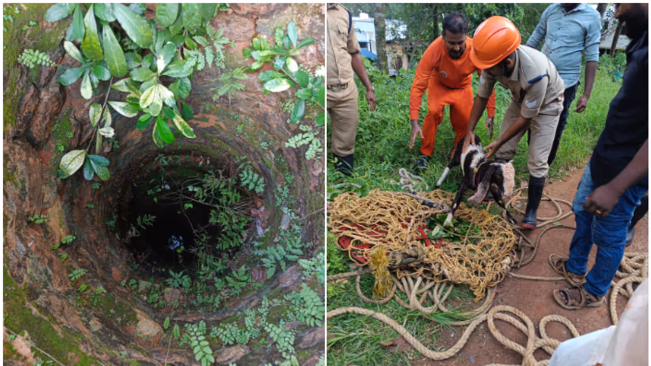 goat saved by fire force goat saved by fire force