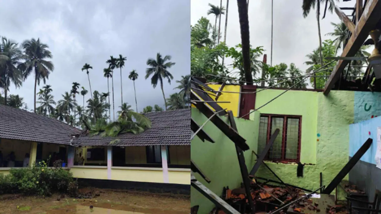 coconut tree coconut tree