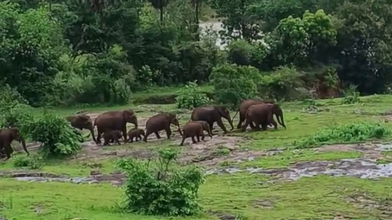 wild elephant