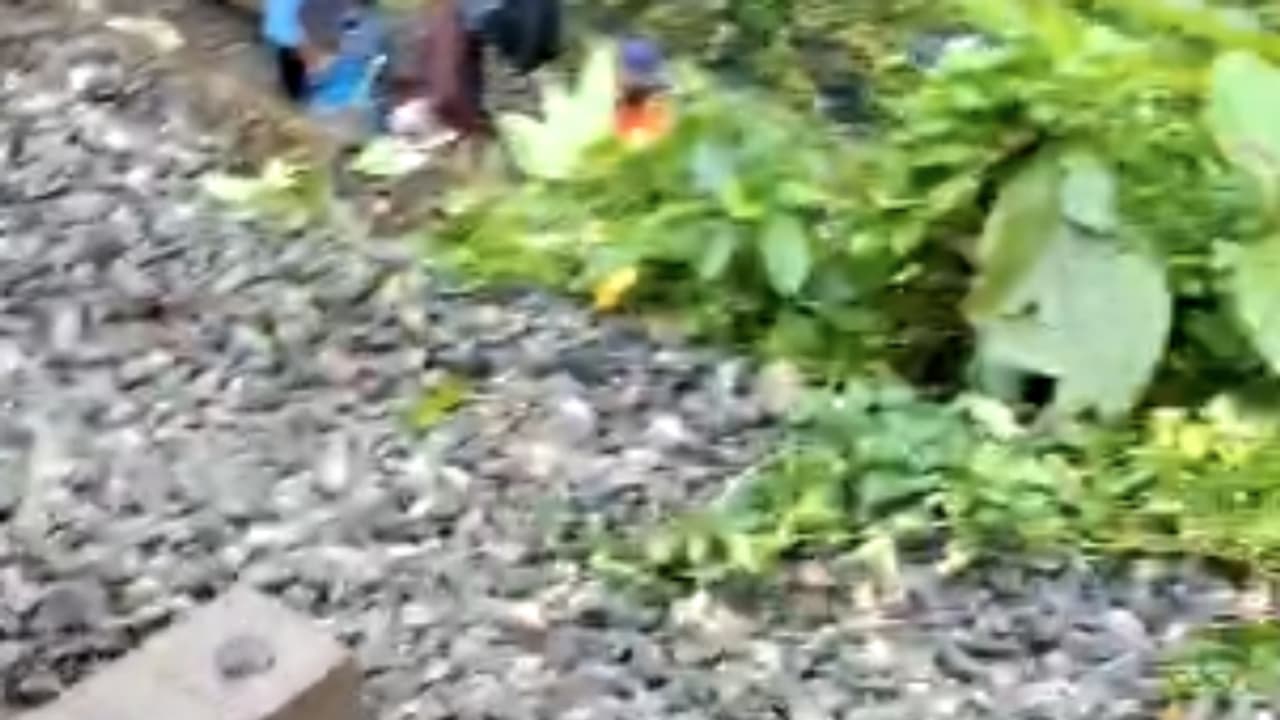 tree fell on railway track tree fell on railway track