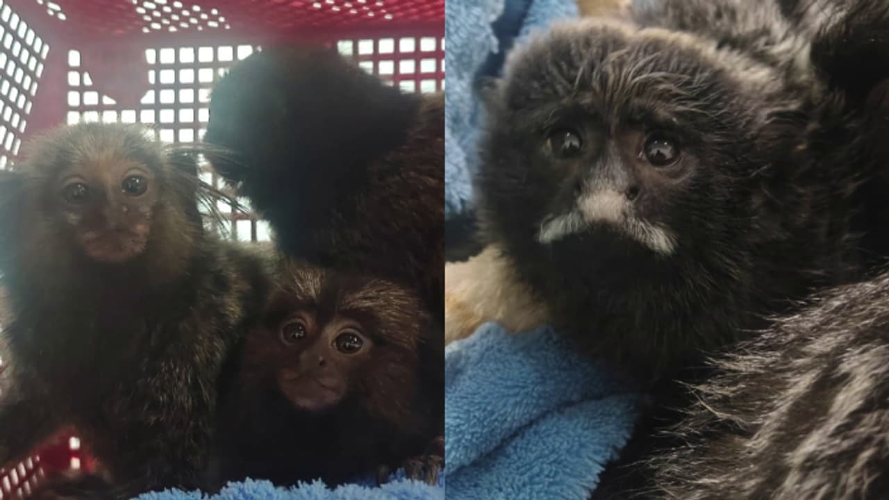 pocket monkey pocket monkey