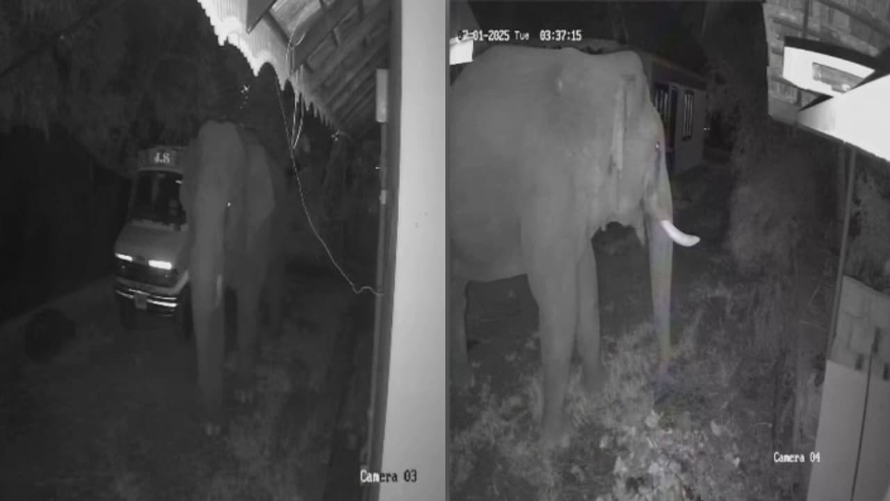 wild elephant wild elephant