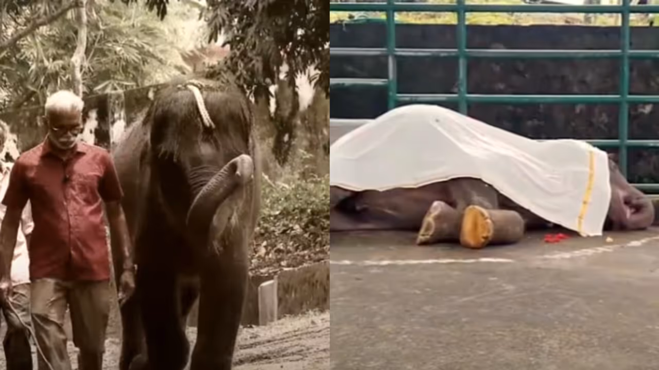 elephant kochayyappan dies elephant kochayyappan dies