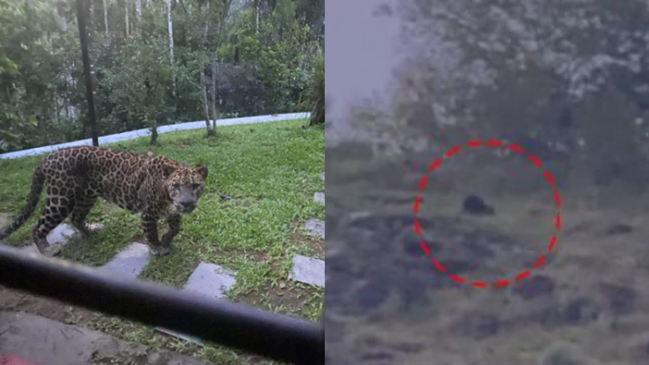 wild elephant wild elephant