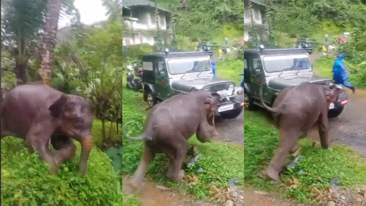 wild elephant in kuttiyadi