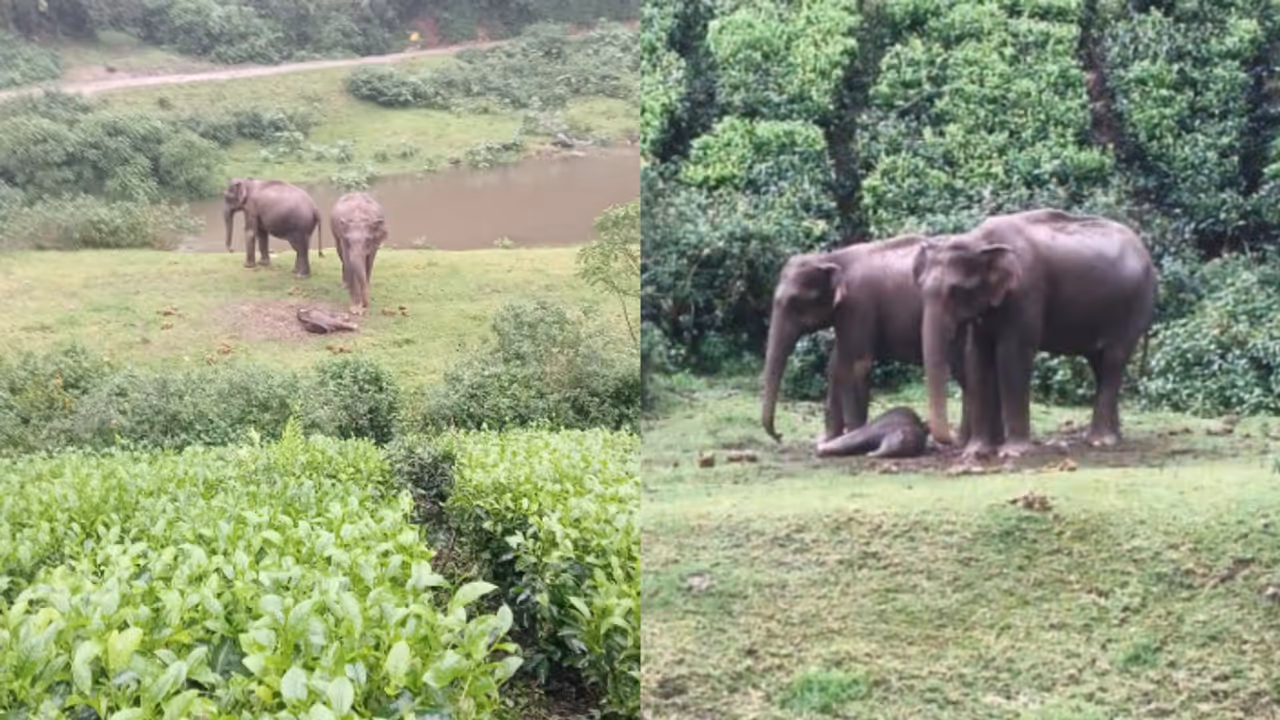 Wild elephant gives birth in Munnar Wild elephant gives birth in Munnar