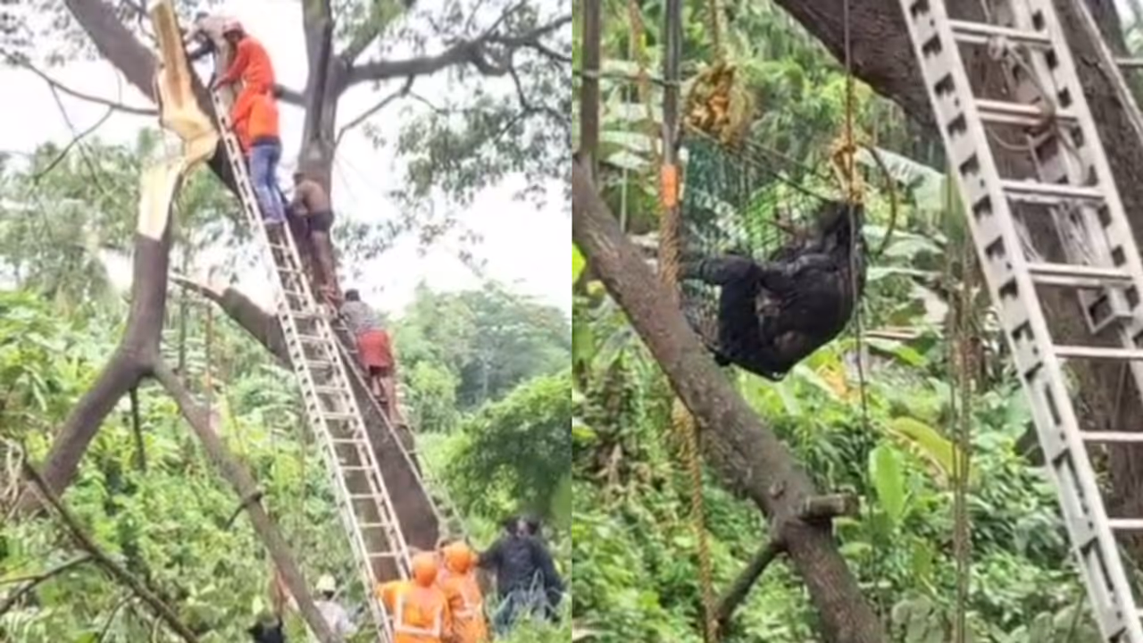 man stucked in tree