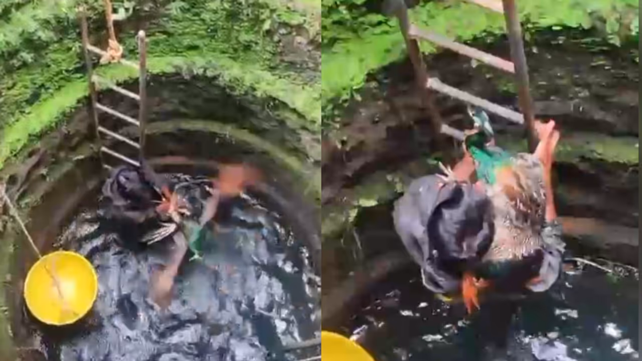 peacock fell into well peacock fell into well
