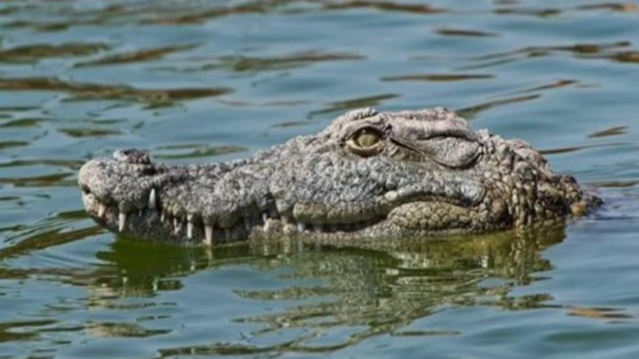 crocodile 1