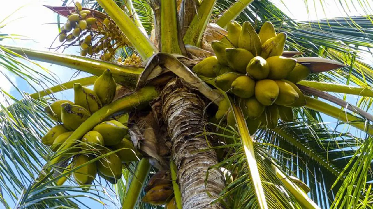 coconut tree coconut tree