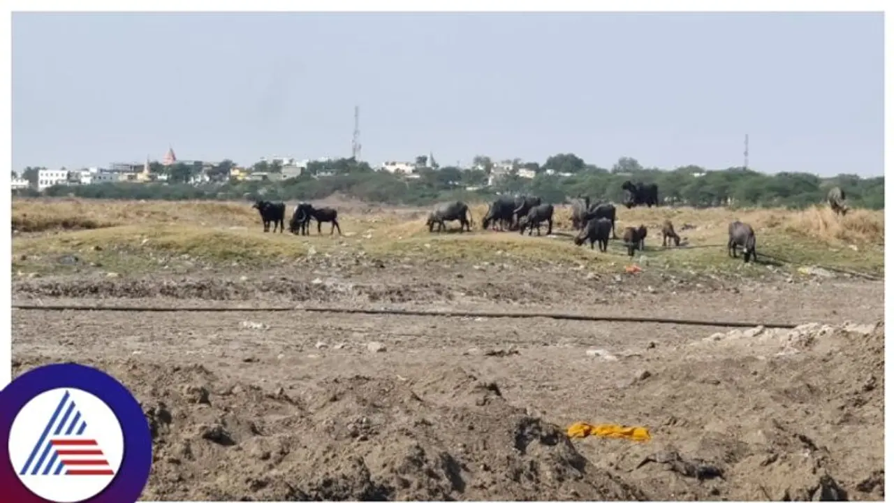 Bhima River water crisis leaves Kalaburagi farmers fearing crop loss Bhima River water crisis leaves Kalaburagi farmers fearing crop loss