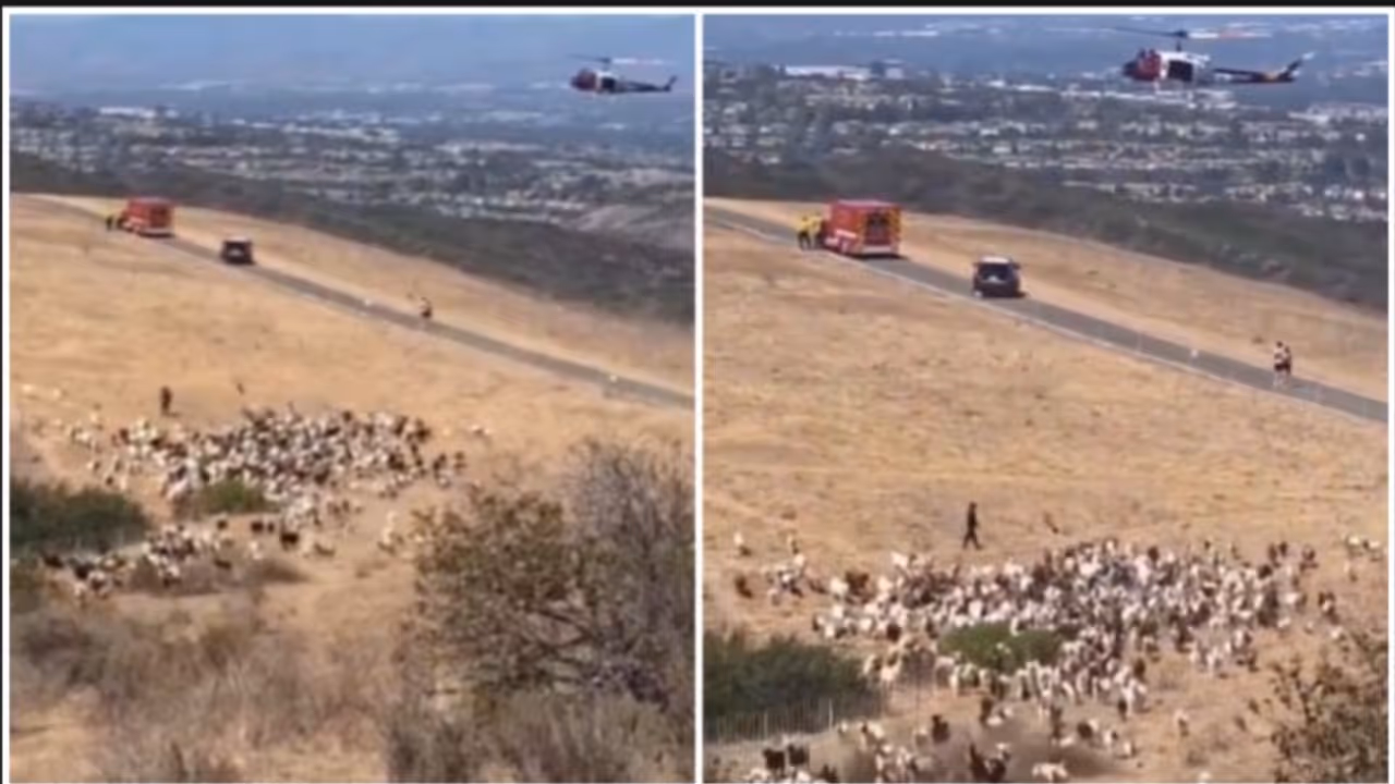 Clever Sheepdog Clears Goats For Rescue Helicopter Landing Clever Sheepdog Clears Goats For Rescue Helicopter Landing