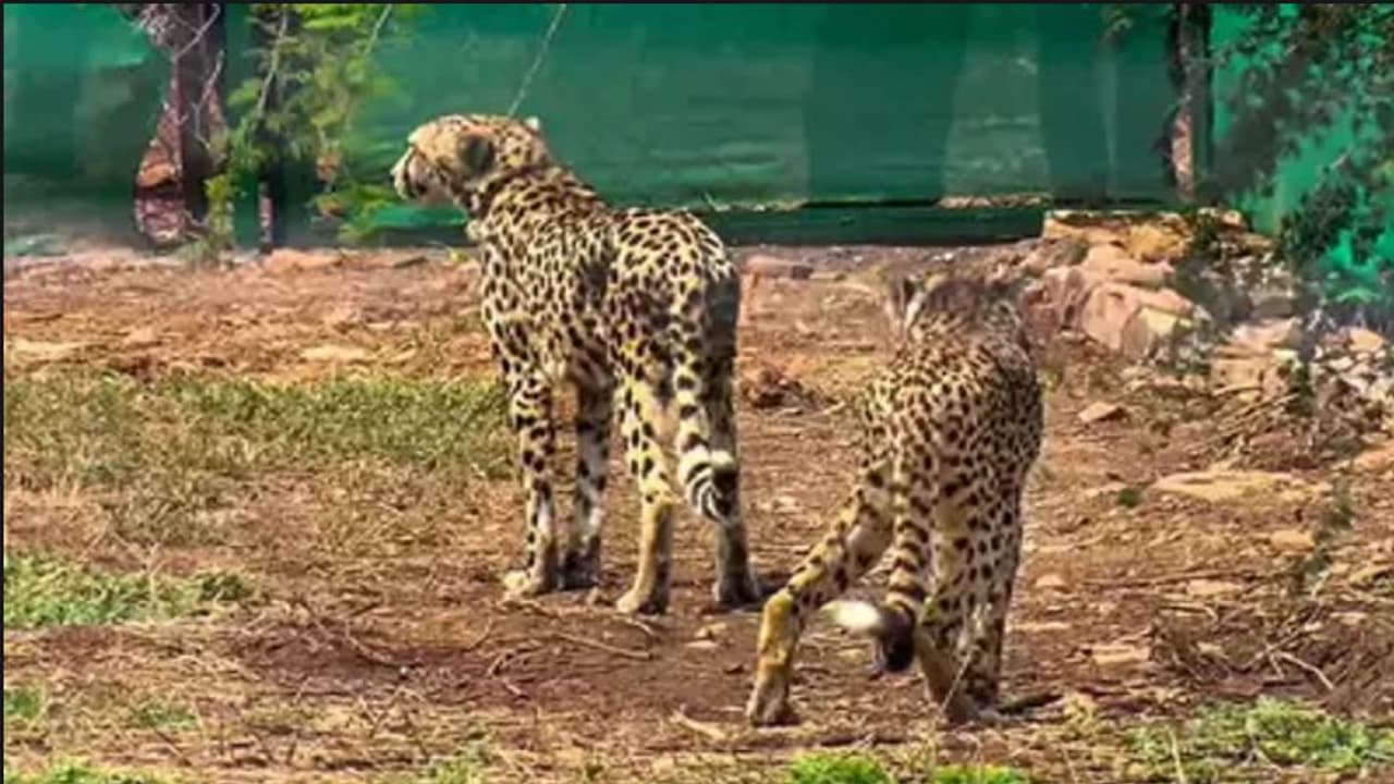 cheetah in ranthambore