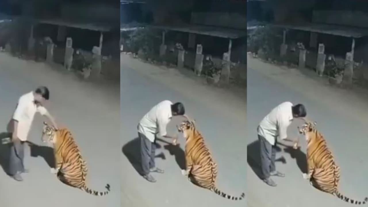 drunk man adores tiger