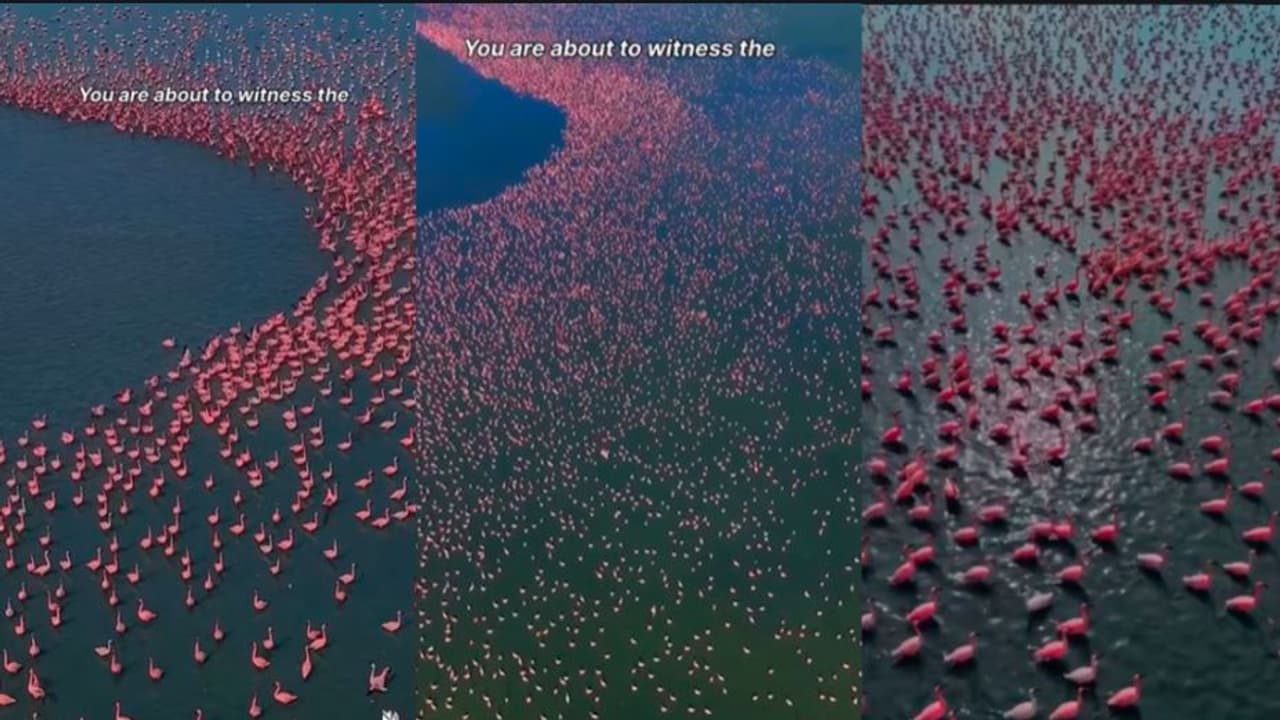 Flamingos Paint Rajasthan's Sambhar Salt Lake Pink Flamingos Paint Rajasthan's Sambhar Salt Lake Pink