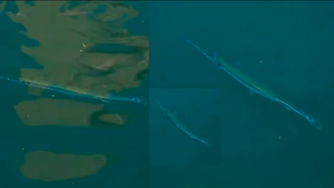 fish with peacock like tail found at Gomti Ghat in Dwarka fish with peacock like tail found at Gomti Ghat in Dwarka