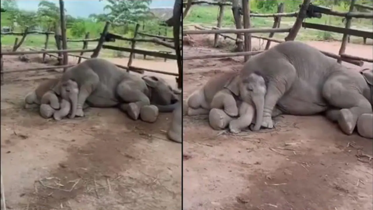 Elephant Calf Sleeps in Mother's Lap