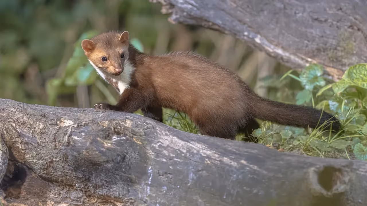 Vets Rescue Injured Marten In Ukraine War Zone, Now She’s Climbing Again Vets Rescue Injured Marten In Ukraine War Zone, Now She’s Climbing Again