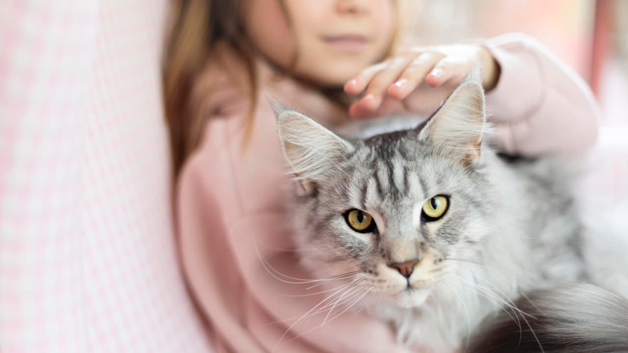  Why pet cat is so much sleepy , see the reason