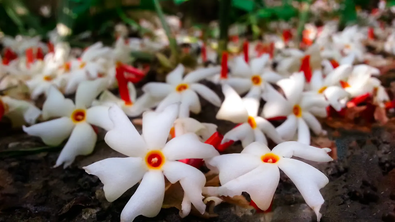 Shiuli Flowers Shiuli Flowers